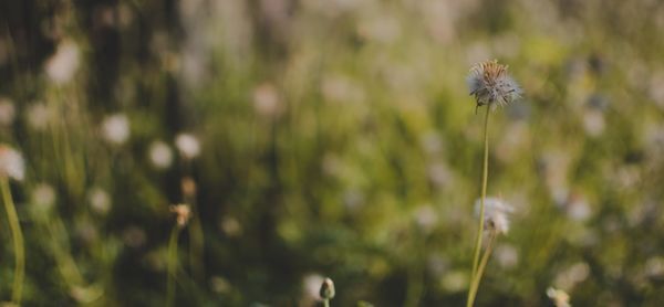 Close-up of dandelion flower on field