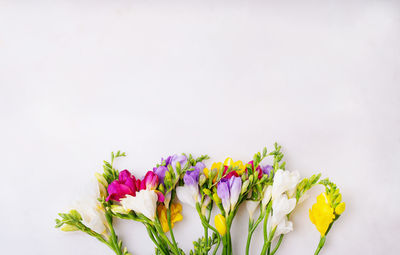 Close-up of flowering plant against white background