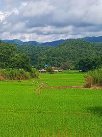 Scenic view of agricultural field against sky