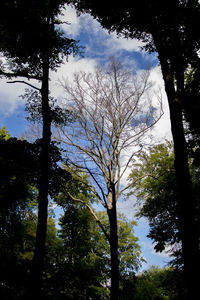 Low angle view of trees in forest