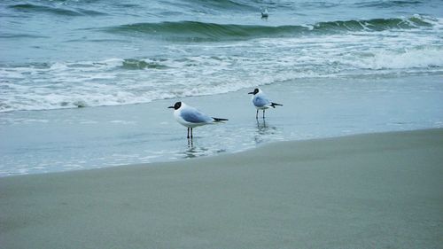 Birds on beach