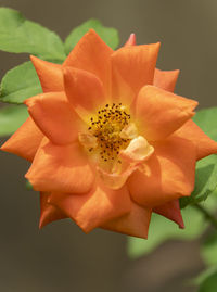 Close-up of orange rose flower