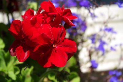 Close-up of red flower blooming outdoors