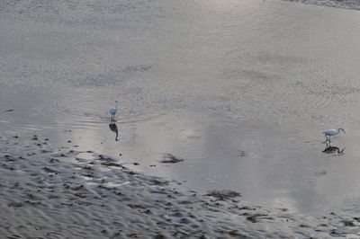 High angle view of birds on beach