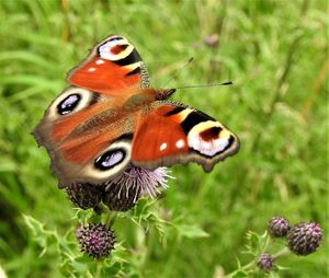 Close-up of butterfly pollinating on flower