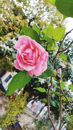 Close-up of pink flowers blooming outdoors