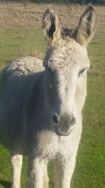Sheep grazing on grassy field