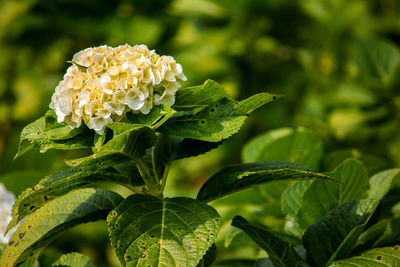 Close-up of flowering plant