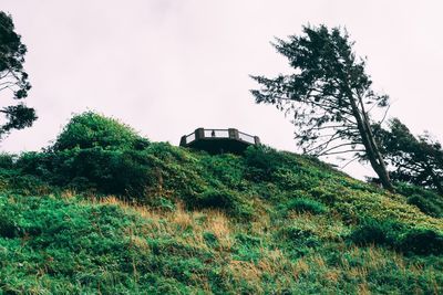 Low angle view of trees on field against sky