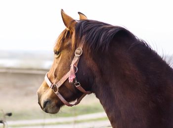 Close-up of horse in field