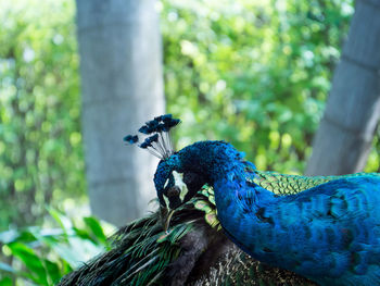 Close-up of birds perching on branch