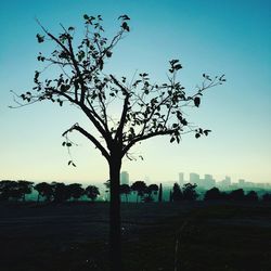 Bare trees on landscape against clear sky