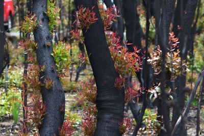 Close-up of plants on tree trunk after bushfires 