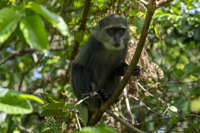 Low angle view of monkey on tree