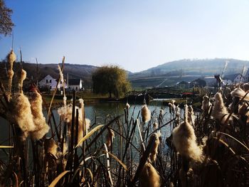 Panoramic shot of horses on land against sky