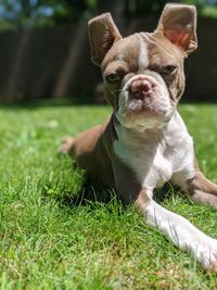 Portrait of dog on field