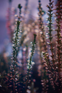 Close-up of purple flowering plants on field