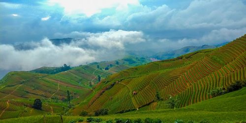Scenic view of agricultural field against sky