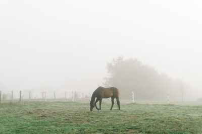 Horses in a field