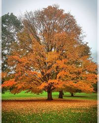 Autumn leaves on field