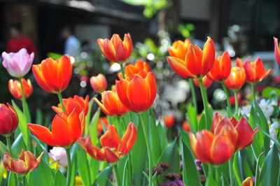 Close-up of orange tulips in field