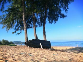 Coconut palm tree on beach against sky