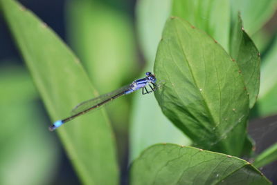 Close-up of insect on leaf