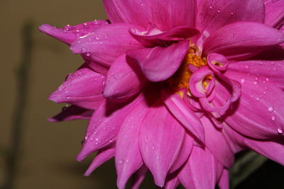 Close-up of water drops on pink flower