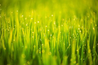 Full frame shot of wet grass