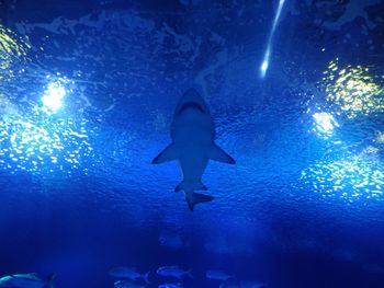 Low angle view of silhouette fish swimming in aquarium