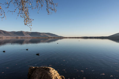 Swans swimming in lake against clear blue sky