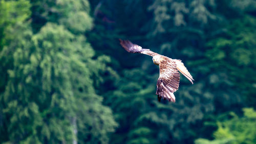 Close-up of eagle flying against blurred background