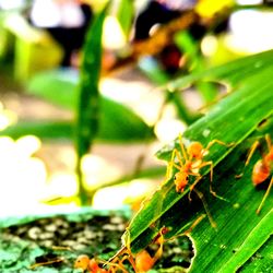 Close-up of insect on plant