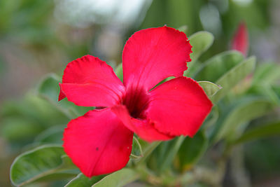 Close-up of red flower