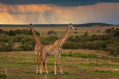 Giraffe standing on field against sky