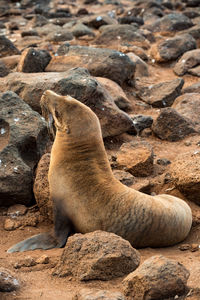 High angle view of sea lion blending in with rocks in the galapagos