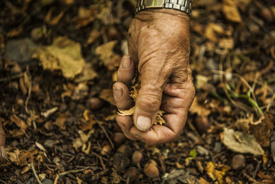 Low section of person holding leaves on field