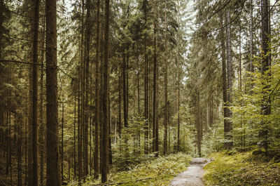 Pine trees in forest