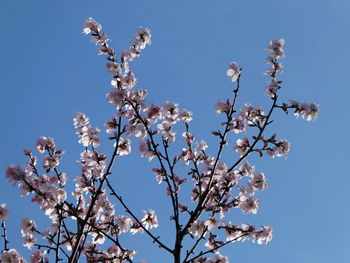 Low angle view of tree blossom against clear blue sky