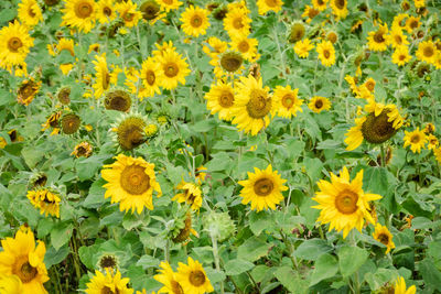 Close-up of fresh yellow sunflower in field