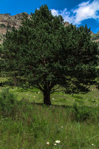 Trees on field against sky