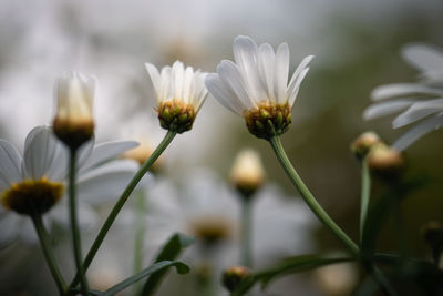 Close-up of white flowering plants