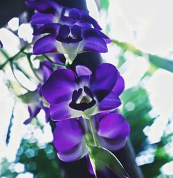 Close-up of flowers