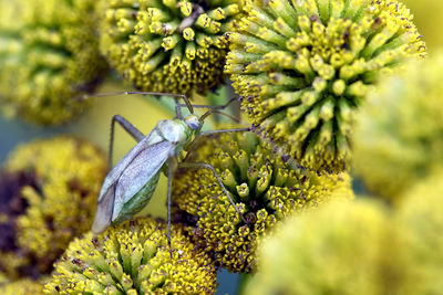 Close-up of butterfly on plant