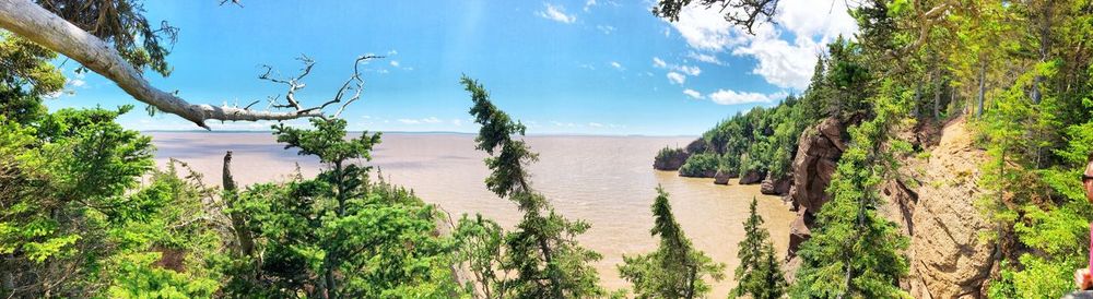 Panoramic shot of trees by sea against sky