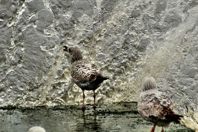 Birds in a lake