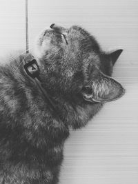 Close-up of dog
