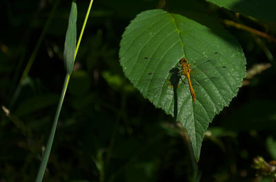 Close-up of insect on leaf