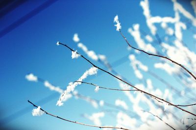 Low angle view of branches against sky