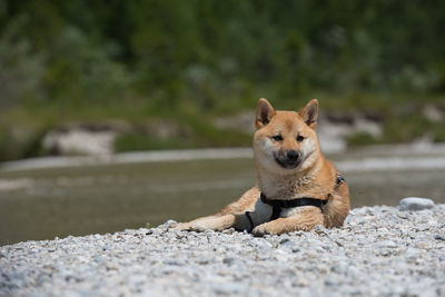 Portrait of dog on rock